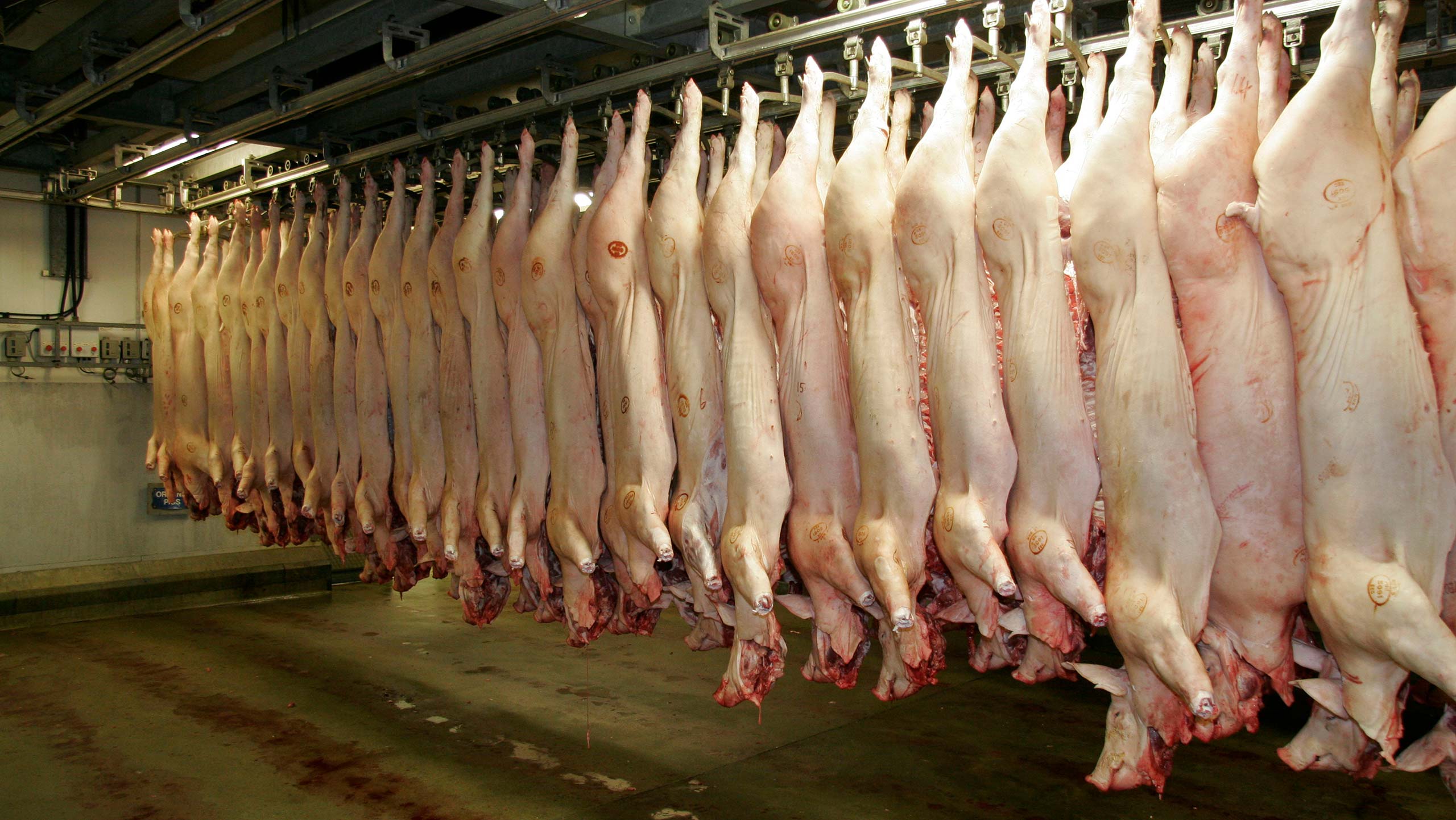 Abattoir Cold Storage Insurance: Critical Refrigeration and Temperature Control Protection