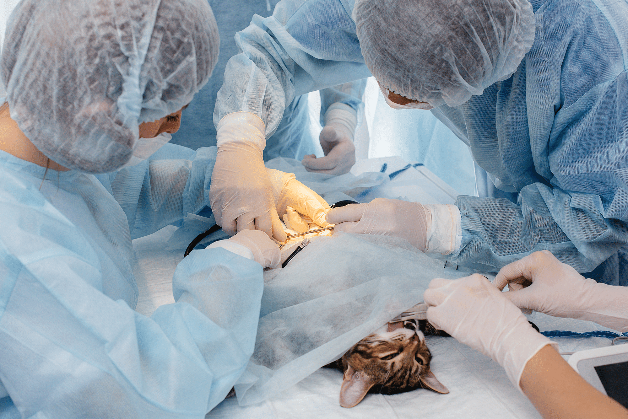 Veterinary Surgery Infection Control Insurance: Protecting Your Practice Against Surgical Site Infec